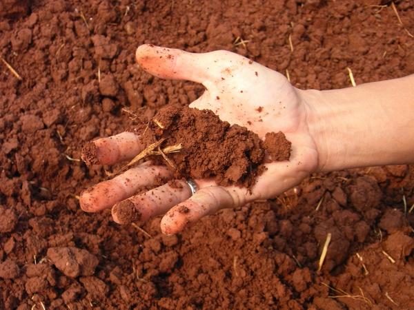  Si le sol alcalin est arrosé avec du vinaigre, la réaction devrait disparaître.