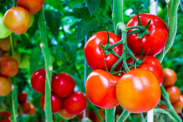  Masquage de tomates