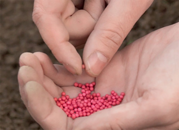  Après la plantation, le granule est détruit et la graine germe.