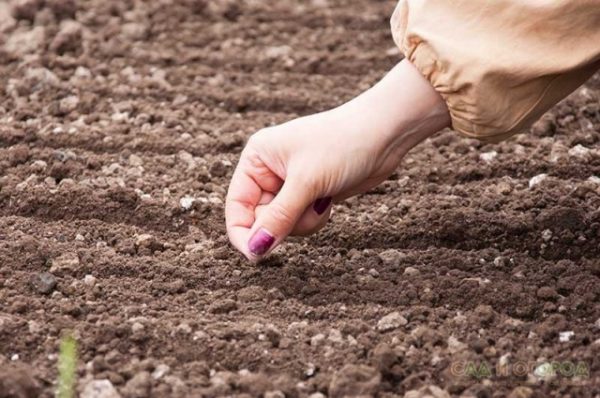  façon de planter des carottes