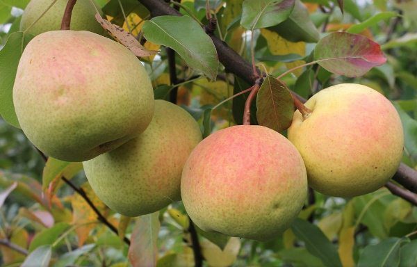  Rossoshanskaya - eine Birne mit den Früchten der Herbstreife