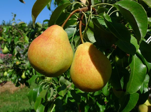  Birne Lada bezieht sich auf Frühsommer-Sorten