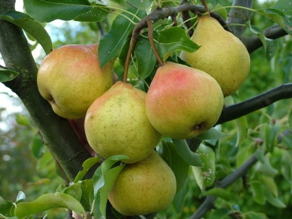  Vielzahl von Birnen mit hoher Winterhärte zum Gedenken an Jakowlew