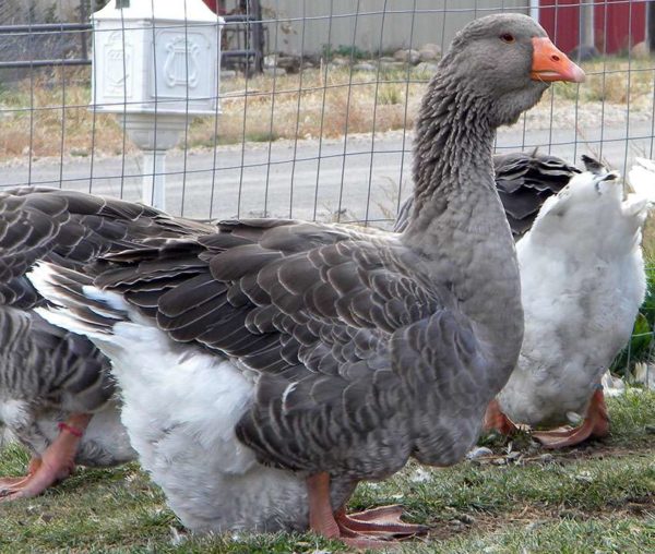  Toulouse-Gänse für Weihnachten mit Äpfeln gebacken