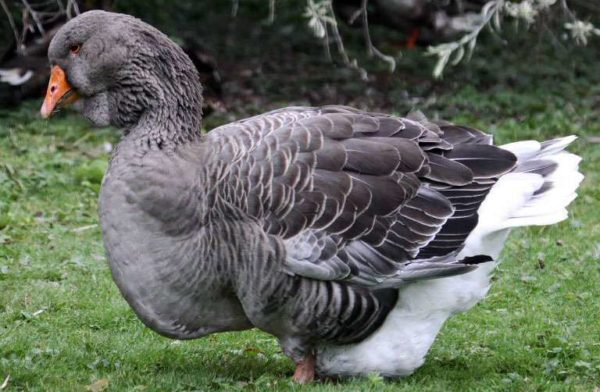  Toulouse-Gänse reagieren empfindlich auf wechselndes Wetter