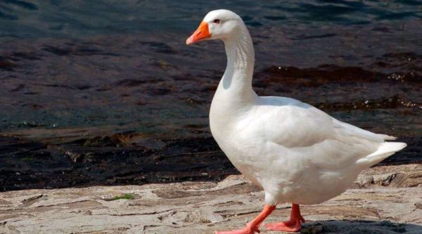  Les oies italiennes ne sont pas un instinct maternel inhérent