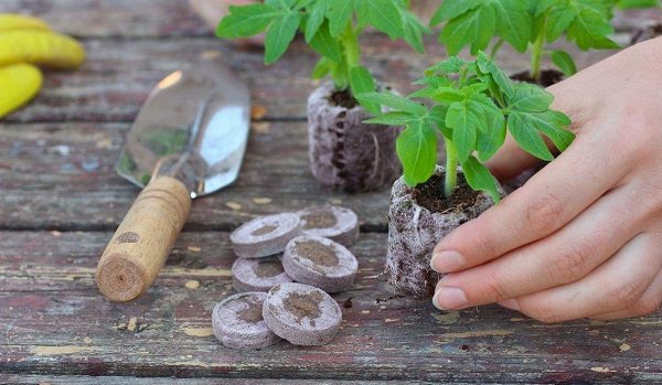  Lorsque les plants grandissent, il est nécessaire de les planter dans des gobelets séparés.