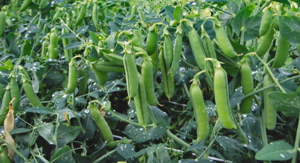  Les carottes poussent bien après les pois