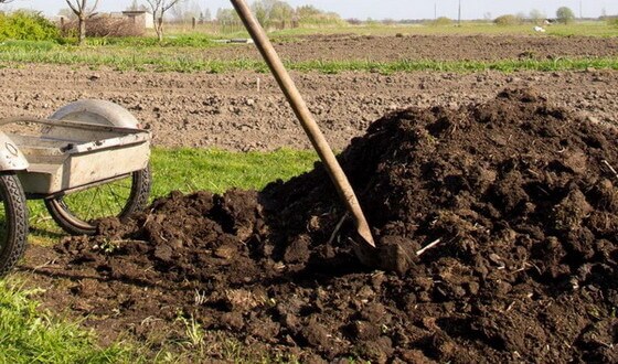  Les carottes n'aiment pas les lits de fumier