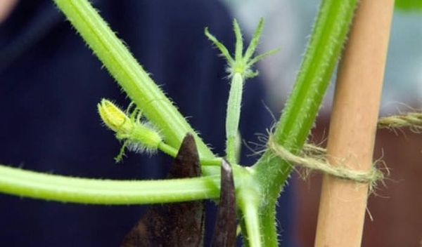  Les règles de pincement en serre et en plein champ dépendent de la variété ou de l’hybride plante.