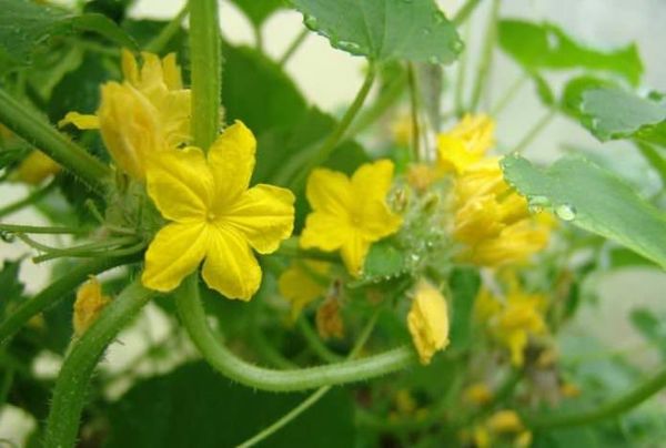  In den frühreifen Sorten von Gurken klemmen nicht