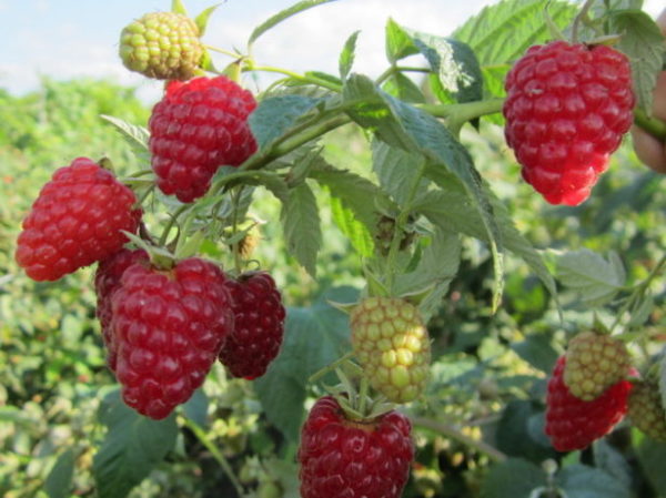  La surprise précoce de la framboise est mûre tôt