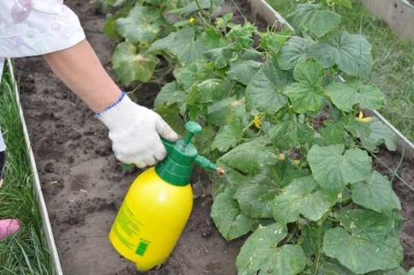  Les concombres ont besoin de différents types de vinaigrettes