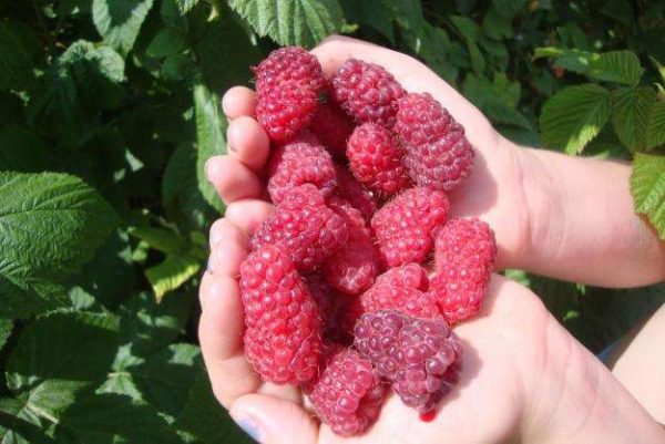  Gros fruits de beauté framboise de la Russie