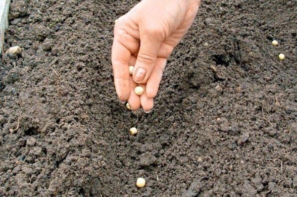  Die Bedingungen für die Anpflanzung von Erbsen auf offenem Boden hängen vom Klima des Gebiets ab