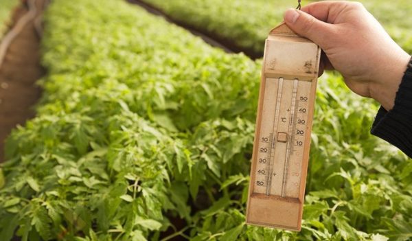  Temperatur für Tomaten