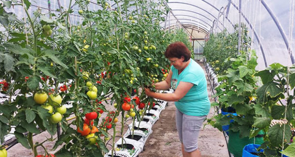  Les concombres et les tomates sont mieux isoler