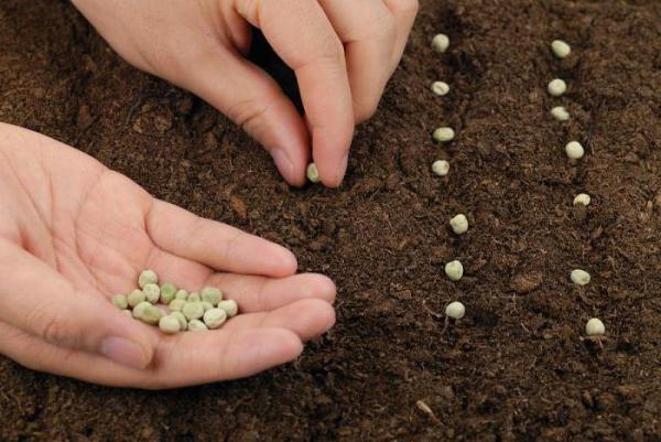  Comment planter des pois en pleine terre