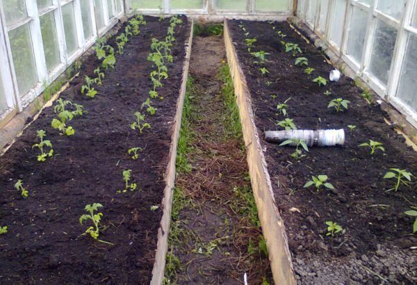  quand planter des tomates dans une serre en Sibérie