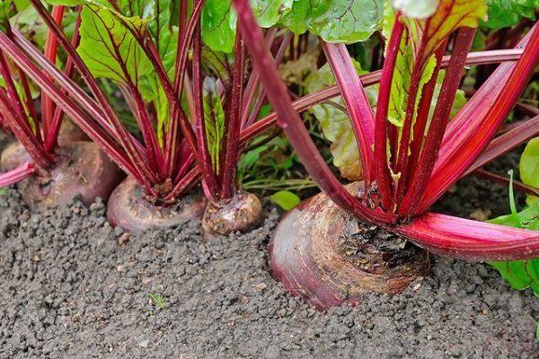  Il est déconseillé de planter des carottes après les betteraves