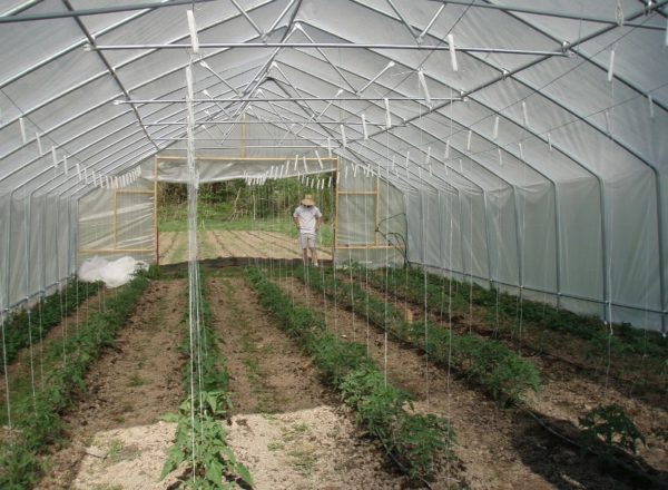  Bedingungen für das Pflanzen von Tomaten