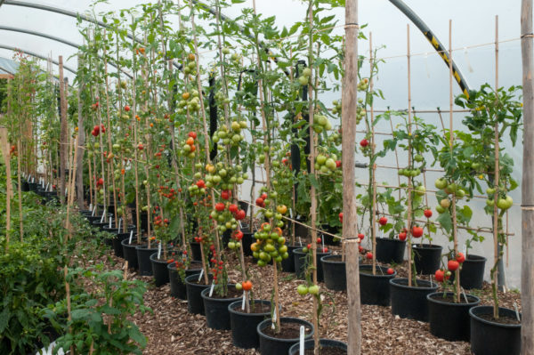  Tomaten, in einem Stiel geformt