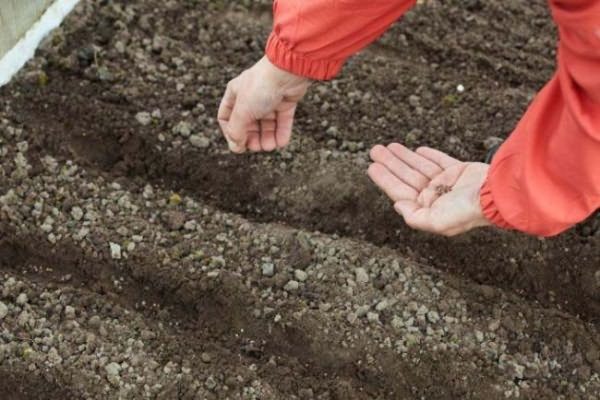  Die mit dem Boden vermischten Samen werden im Garten verteilt