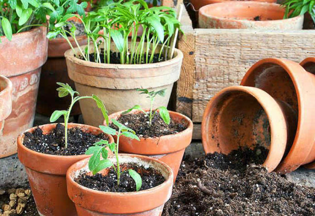  plants de tomates