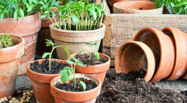  plants de tomates