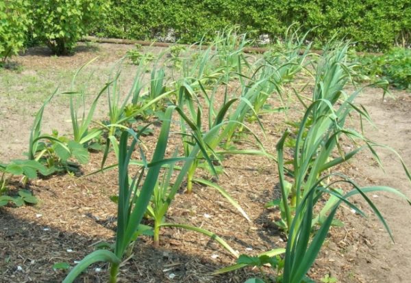  Nach Knoblauch werden im nächsten Jahr Gurken gepflanzt