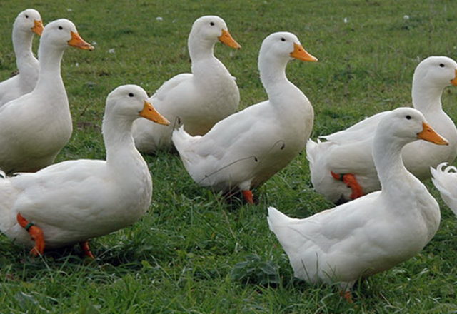  canards domestiques