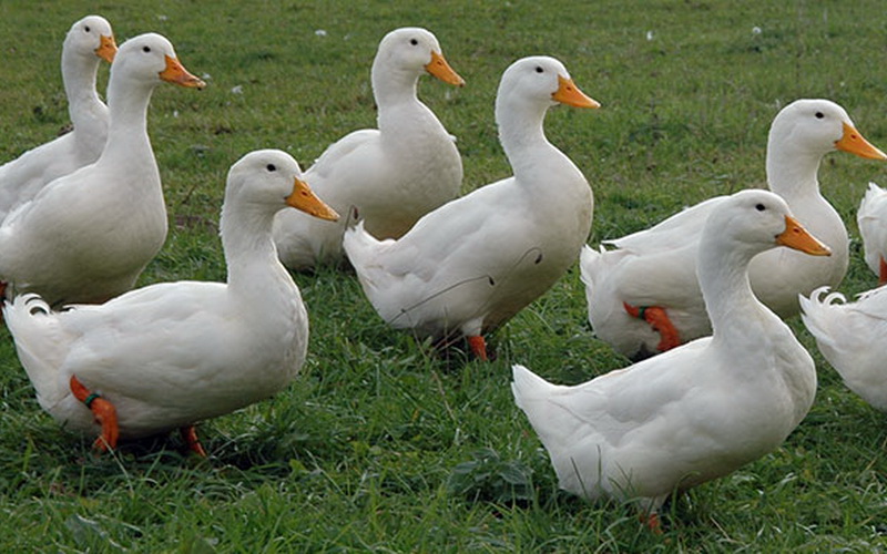  canards domestiques